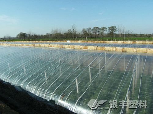 三層共擠長(zhǎng)壽流滴消霧EVA保溫大棚膜產(chǎn)品圖片