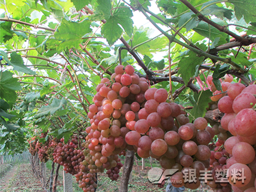 超長(zhǎng)壽葡萄專用膜產(chǎn)品圖片