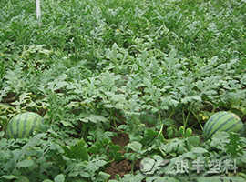 三層共擠西瓜專用大棚膜產品圖片