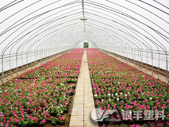 河南洛陽(yáng)牡丹三層共擠長(zhǎng)壽流滴消霧EVA保溫大棚膜