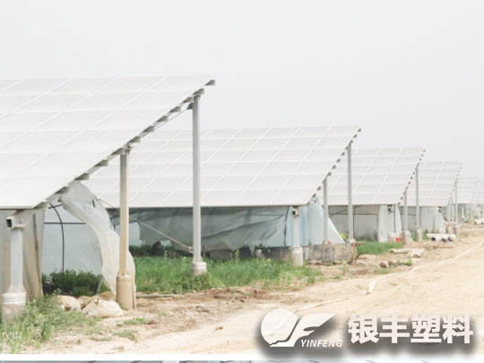 河南洛陽(yáng)牡丹三層共擠長(zhǎng)壽流滴消霧EVA保溫大棚膜