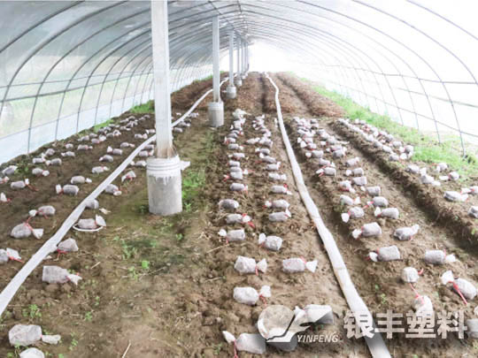河南洛陽(yáng)牡丹三層共擠長(zhǎng)壽流滴消霧EVA保溫大棚膜