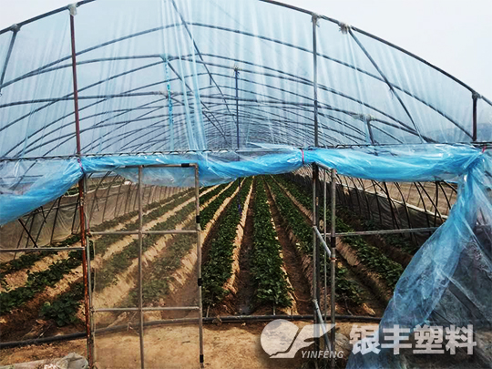 濮陽市臺前縣po大棚膜案例