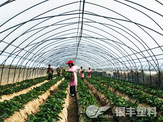 濮陽市臺前縣po大棚膜案例