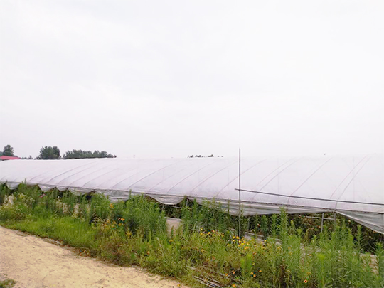 信陽平橋區(qū)芹菜種植基地po膜案例