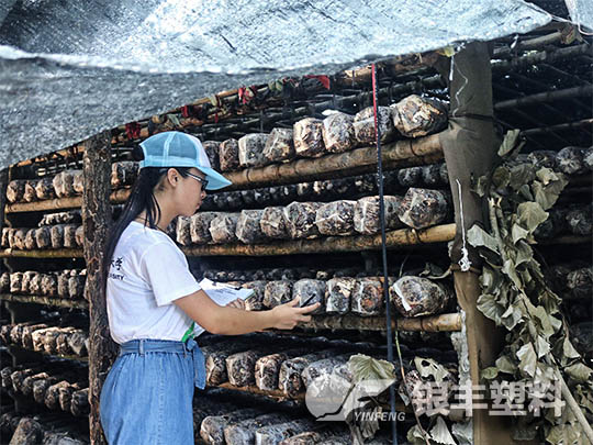 南陽(yáng)西峽種植香菇案例