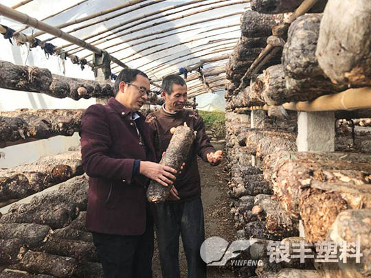 南陽(yáng)西峽種植香菇案例