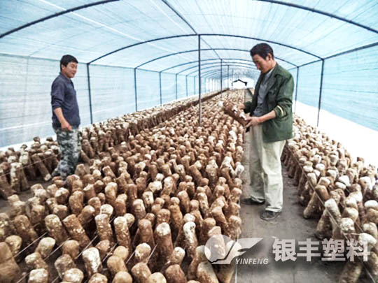 南陽(yáng)西峽種植香菇案例
