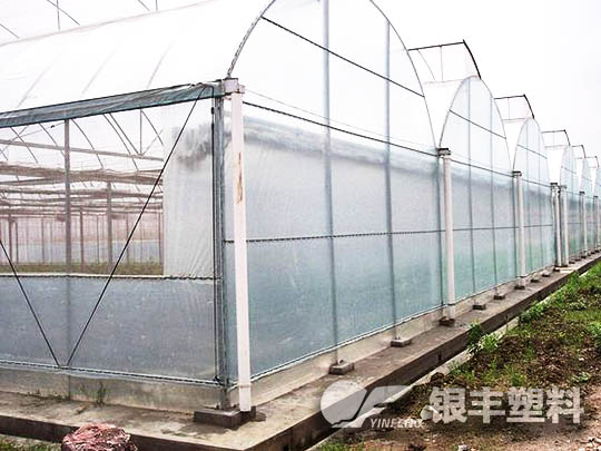 南陽(yáng)西峽種植香菇案例