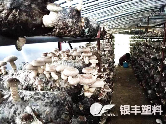 南陽(yáng)西峽種植香菇案例